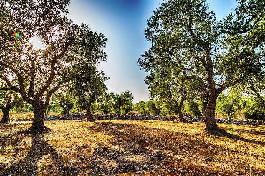 Grove Of Olive Trees Photograph by Vivida Photo PC