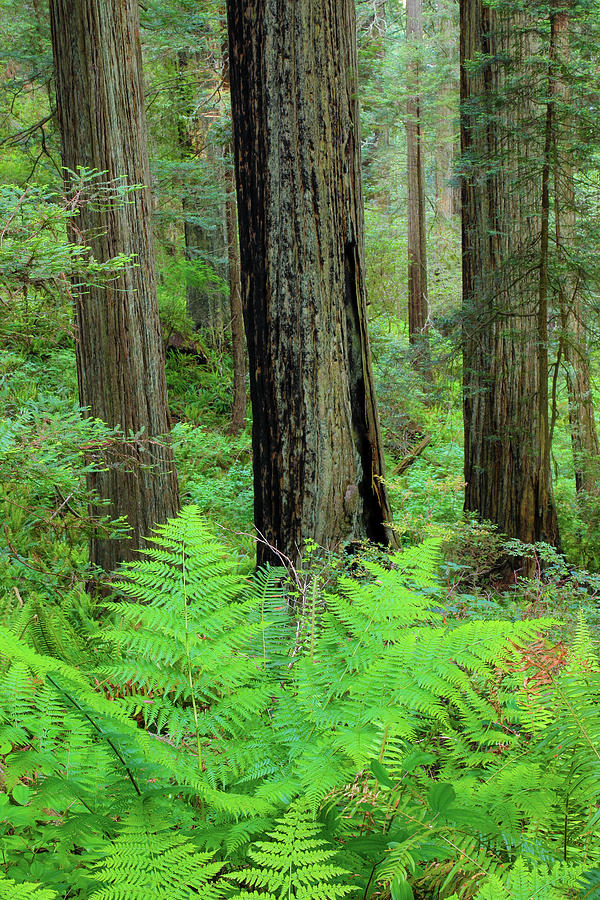 Grove Of Redwoods, Damnation Creek Photograph by Darrell Gulin - Fine ...