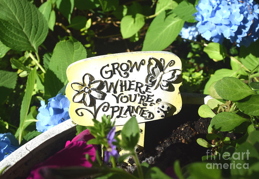 Grow Where Youre Planted Photograph by Deborah A Andreas