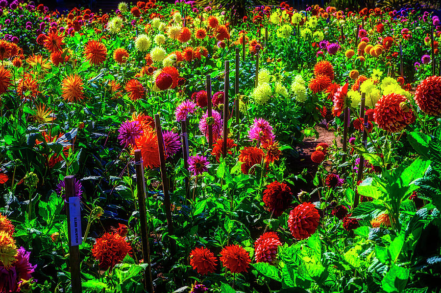 Growing Dahlias Photograph by Garry Gay