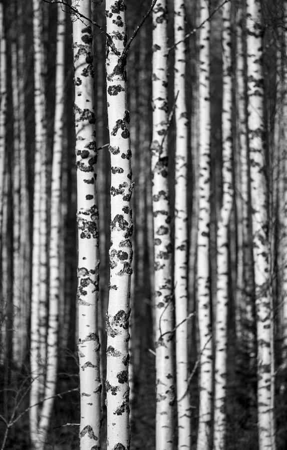 Tree Photograph - Growing European Birch  Betula  Tree by Rjh_bw