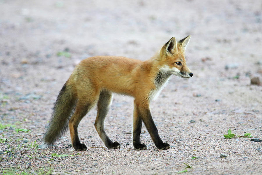 Growing Fast Fox Kit Photograph by Brook Burling