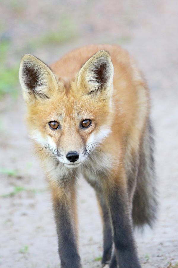 Growing Fox Kit Photograph by Brook Burling