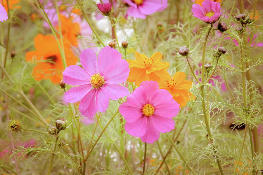Cosmos Photograph - Growing Free by Bonnie Bruno