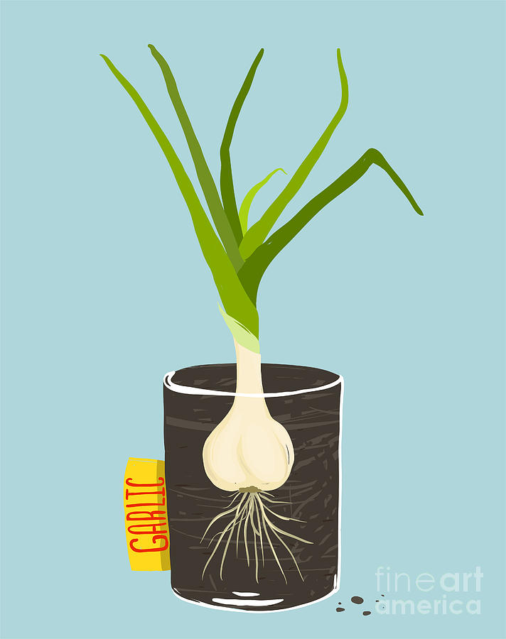 Container Digital Art - Growing Garlic With Green Leafy Top by Popmarleo Container Digital Art - Growing Garlic With Green Leafy Top by Popmarleo