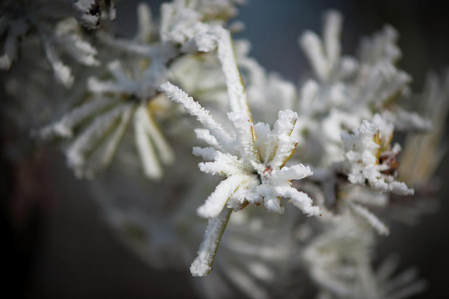 Growing Hoarfrost Photograph by Mark Duehmig