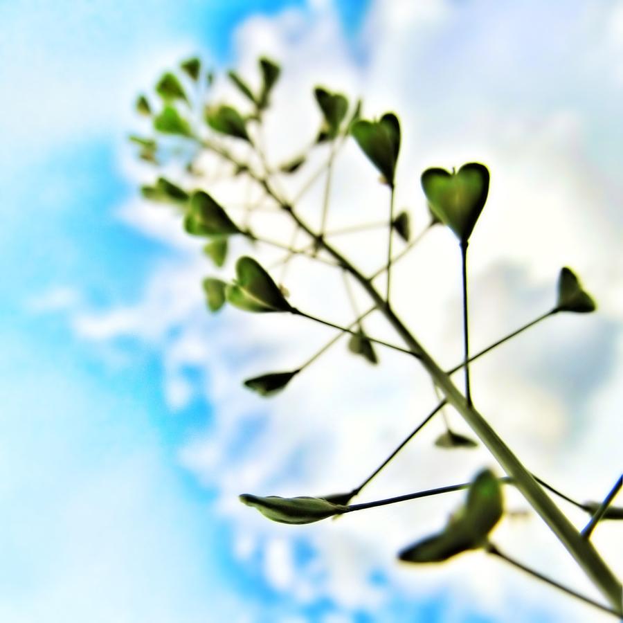 Nature Photograph - Growing Love by Marianna Mills