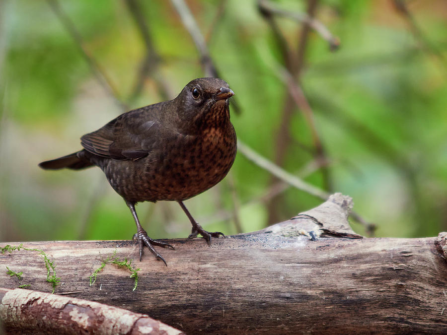 Growing teenage mustache. Young Blackbird on dead wood Photograph by