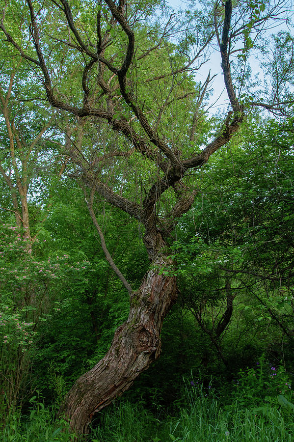 Growing through Pain 6/2/19 Photograph by Peter Bergren - Fine Art America