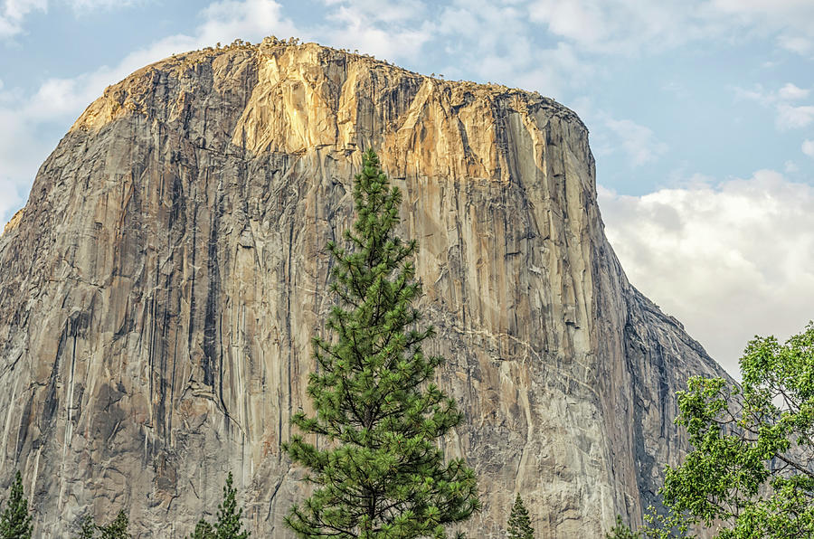 Yosemite National Park Photograph - Growing Up Under El Capitan by Joseph S Giacalone