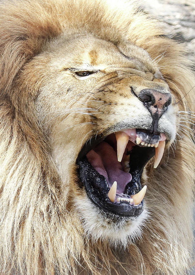 Growling Lion Photograph by Athena Mckinzie