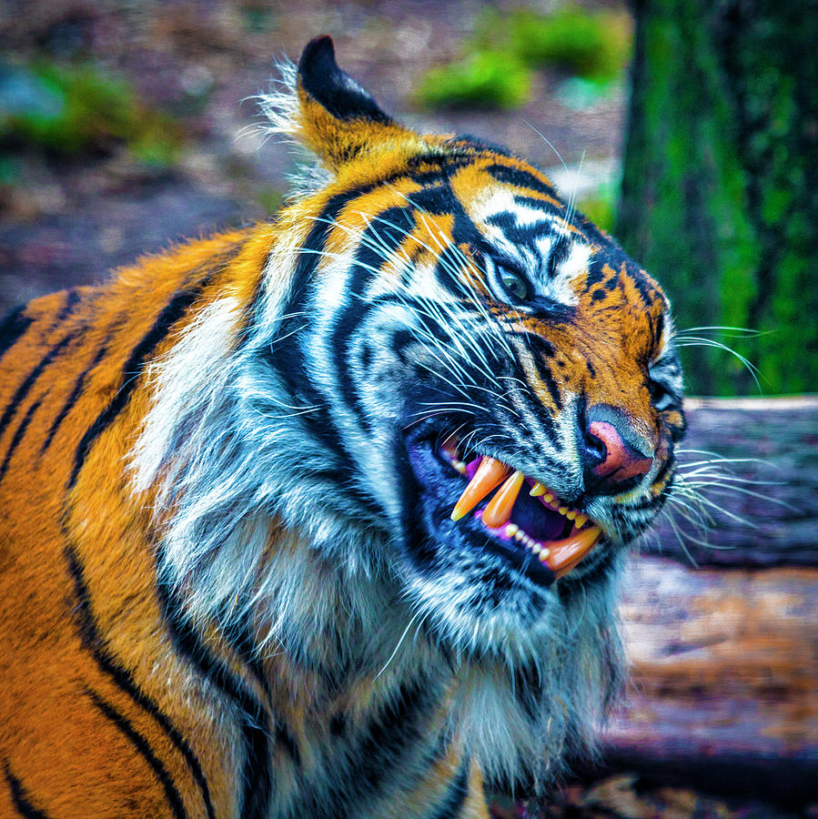 Growling Tiger Photograph by Garry Gay