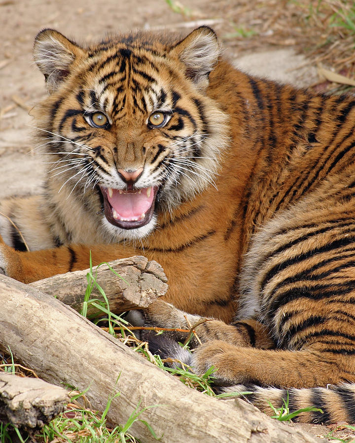 Growling Tiger Photograph by S. Greg Panosian