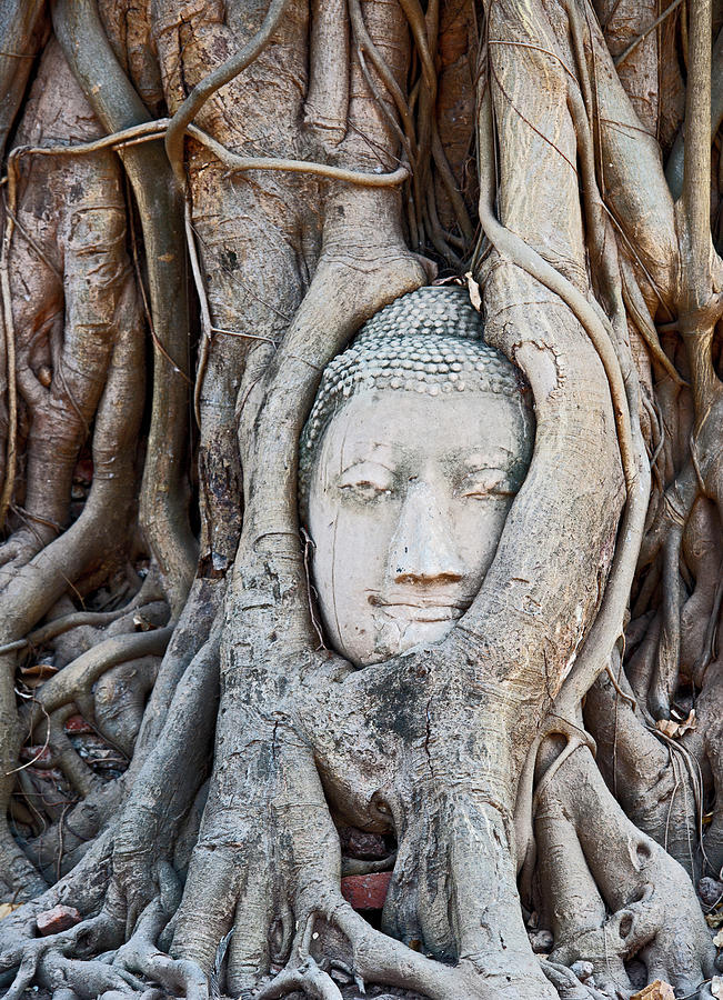 Buddha Photograph - Grown In Buddha At The Ancient Temple Of Wat Maha That In Ayutthaya by Cavan Images