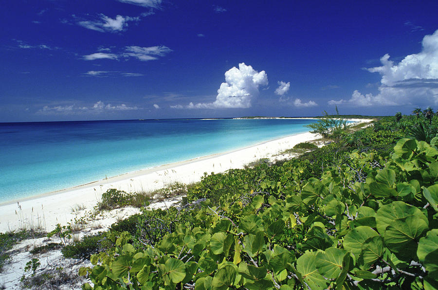 Growth On A Pristine Beach Photograph by Greg Johnston Growth On A Pristine Beach Photograph by Greg Johnston