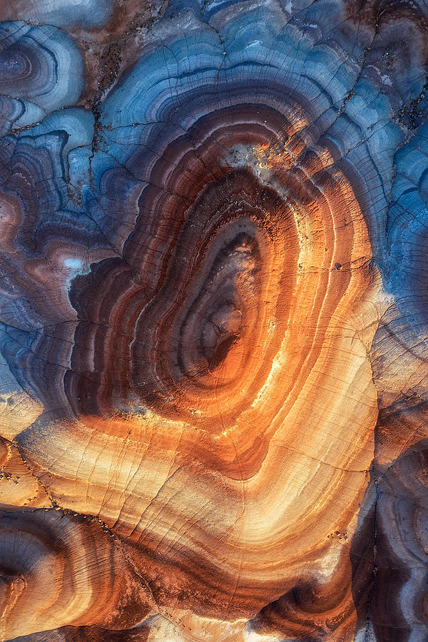 Abstract Photograph - Growth Rings by Mei Xu