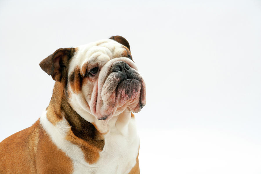 Grumpy British Bulldog Photograph by Seeables Visual Arts