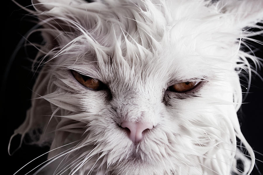 Animal Photograph - Grumpy Cat After A Bath by Cavan Images