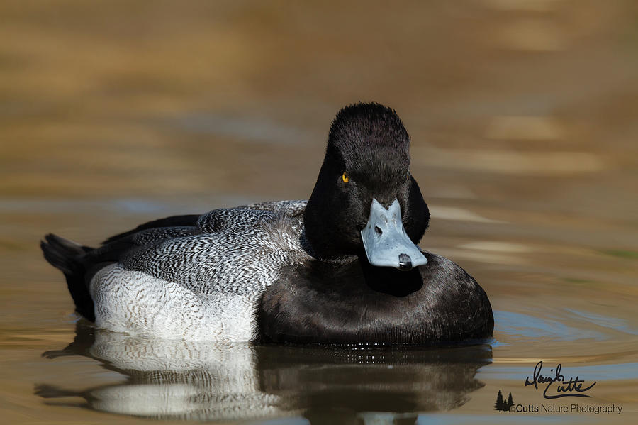 Grumpy Duck by David Cutts Grumpy Duck by David Cutts