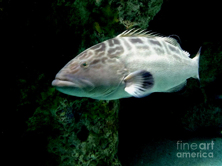 Grumpy Fish by Inscape Art Photography Grumpy Fish by Inscape Art Photography