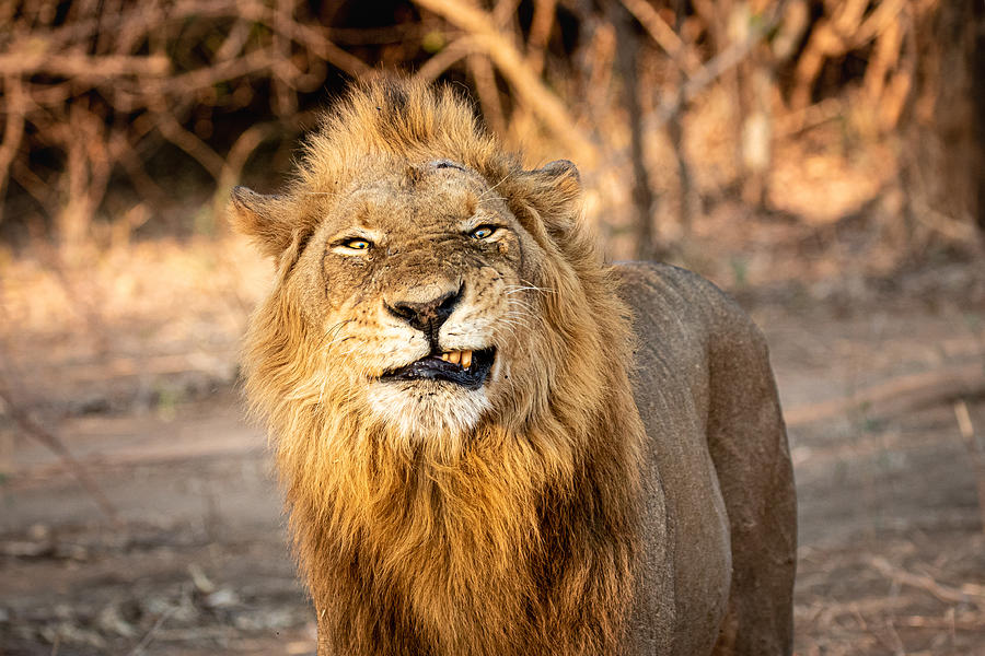 Grumpy Lion Photograph by Mike Taylor - Fine Art America