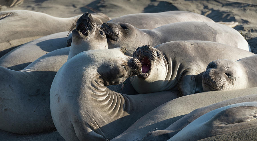 Grumpy Seal Yoga Photograph by Alex Lapidus