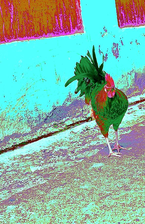 Grunge Rooster Photograph by Debra Grace Addison