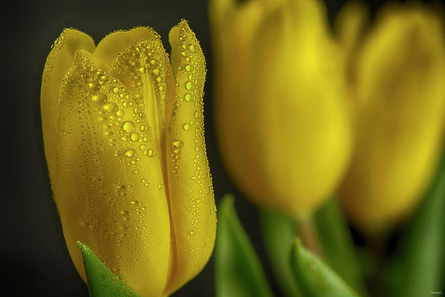 Still Life Photograph - Gs-yellow Tulips_032 by Gordon Semmens