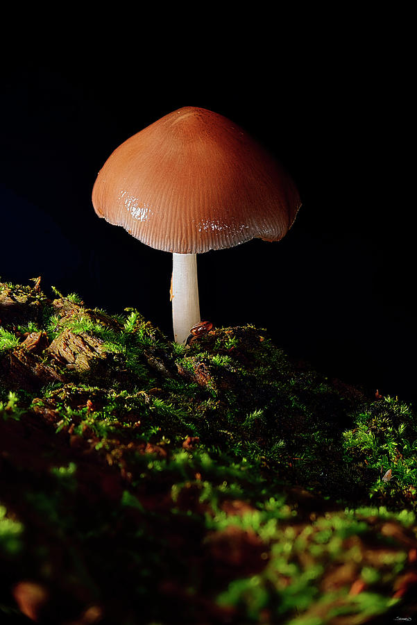 Mushroom Photograph - Gs36_5296_1099 by Gordon Semmens