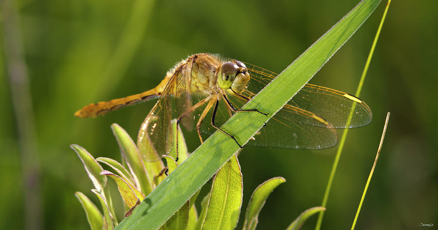 Dragonfly Photograph - Gs36_7036_1126 by Gordon Semmens