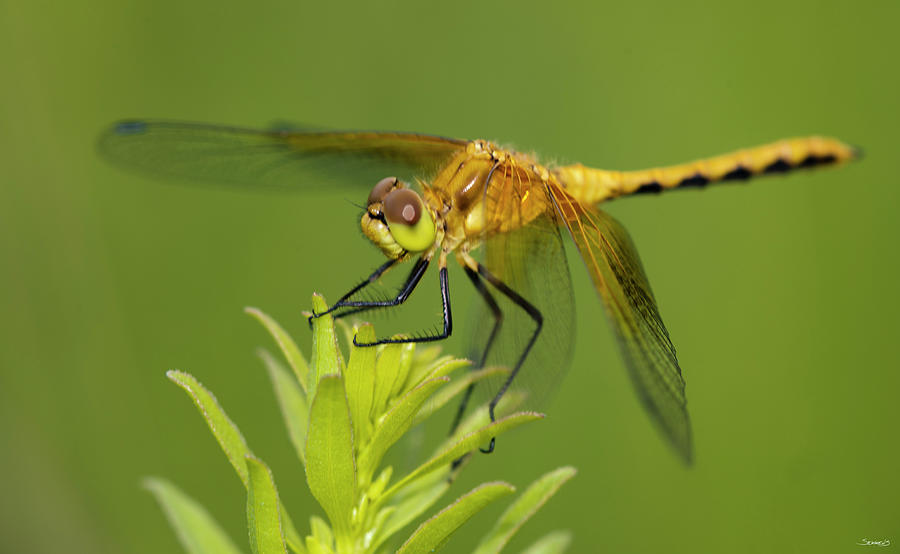 Dragonfly Photograph - Gs36_7505_1136 by Gordon Semmens