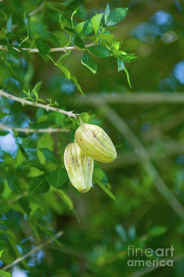 Guajilote Fruit Photograph by Microgen Images/science Photo Library