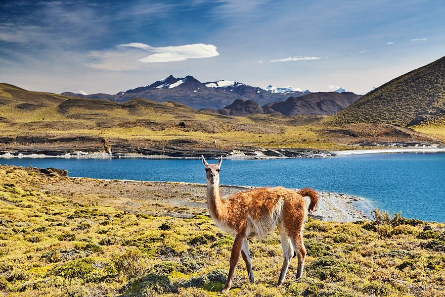 Mountain Photograph - Guanaco In Torres Del Paine National by DPK-Photo