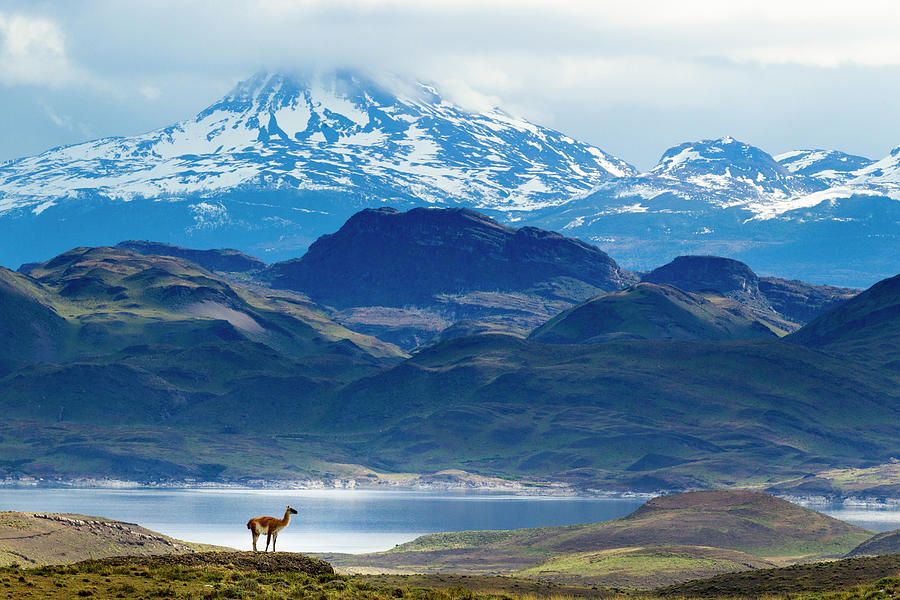 Guanaco In Torres Del Paine, Patagonia Photograph by Sebastian Kennerknecht