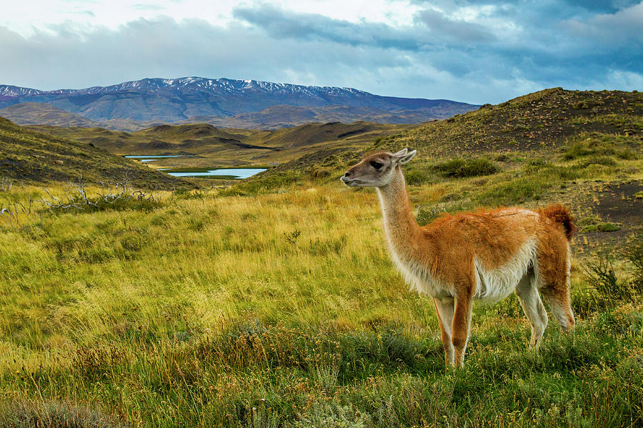 Guanaco In Torres Del Paine Photograph by Sebastian Kennerknecht