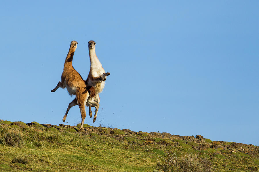 Guanaco Males Fighting In Patagonia Photograph by Sebastian Kennerknecht
