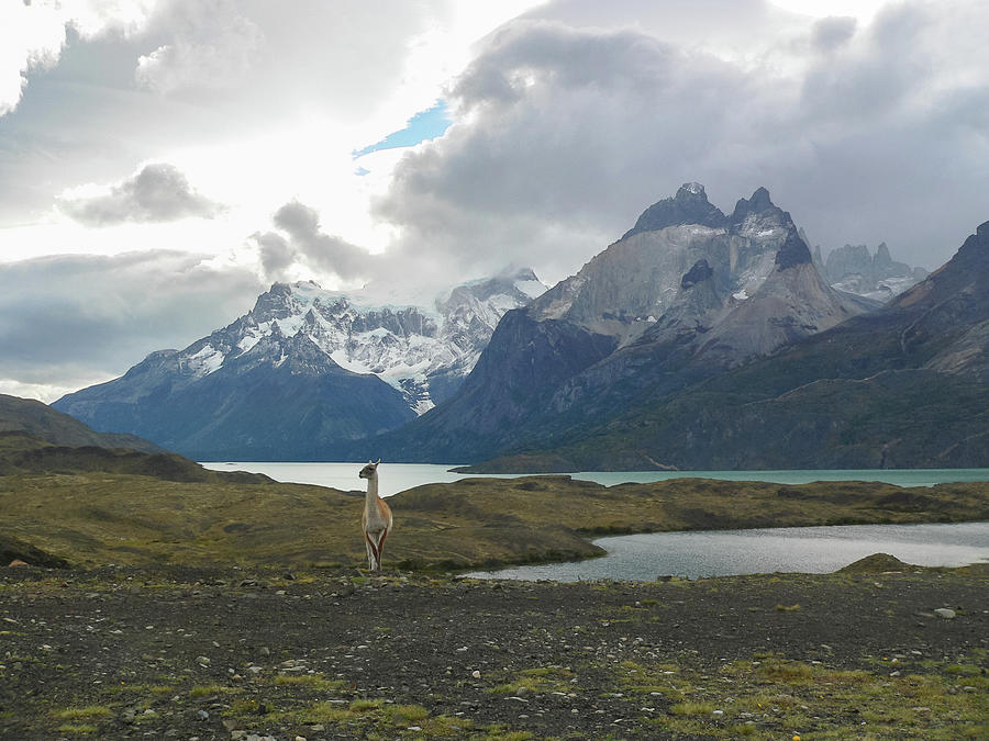 Guanaco Patagonia Photograph by César González Palomo