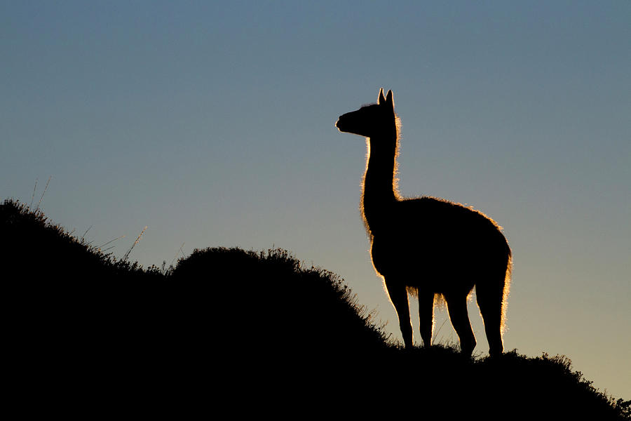 Guanaco Silhouetted At Sunrise Photograph by Sebastian Kennerknecht