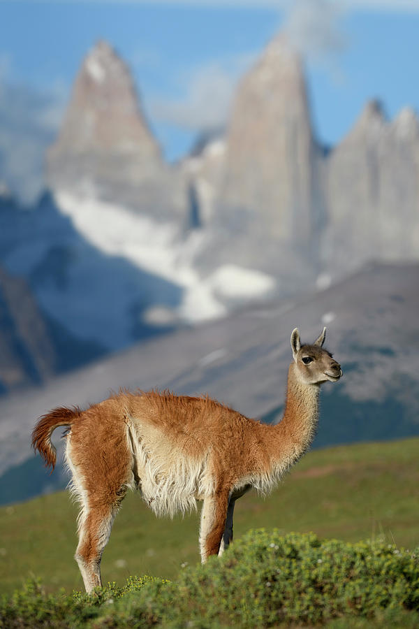 Guanaco, Torres Del Paine National Park, Patagonia, Chile Photograph by