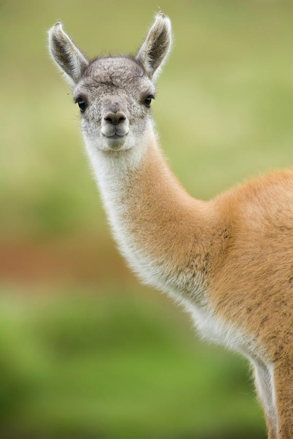 Guanaco Young Calf Standing In Grass Photograph by Eastcott Momatiuk