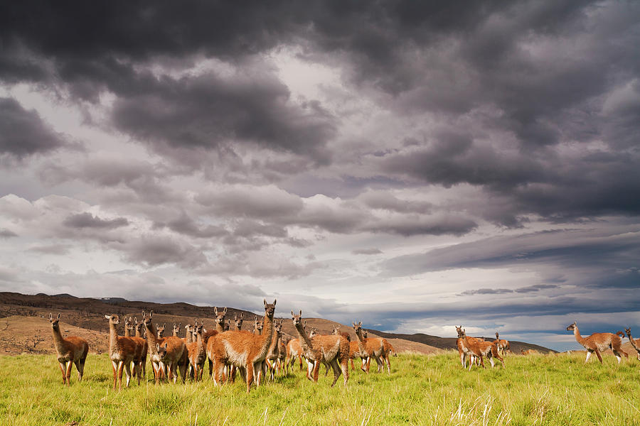 Guanacos, A Small Group Of Animals In Photograph by Mint Images - Art Wolfe