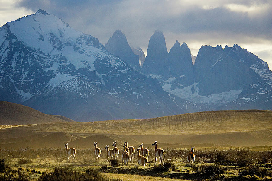 Guanacos In Torres Del Paine National Photograph by Dmathies