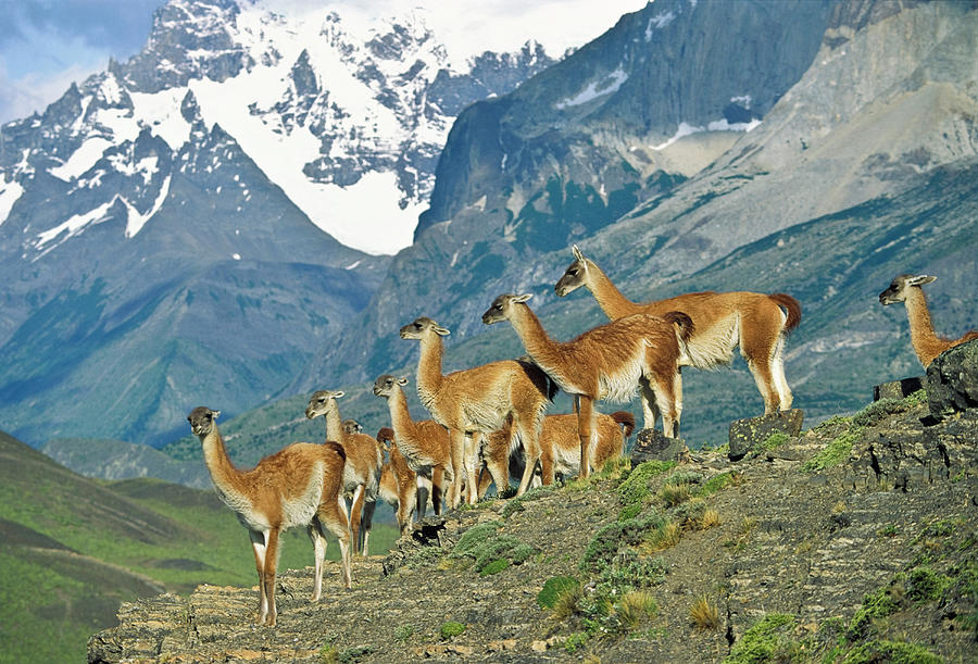 Guanacos, Lama Guanicoe, Cuernos Del Paine, Paine Mountains, Torres Del Paine Nationalpark, Patagonia, Chile Photograph by Konrad Wothe