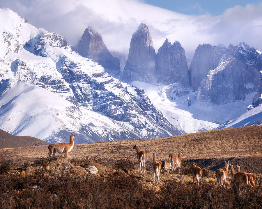 Patagonia Photograph - Guanakos In Patagonia by Oleg Rest