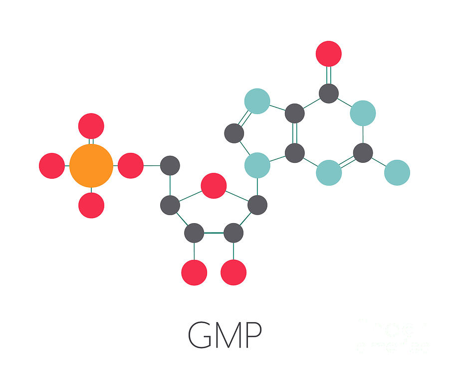 Guanosine Monophosphate Rna Molecule Photograph by Molekuul/science Photo Library