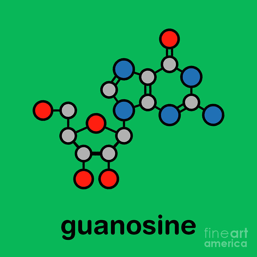 Guanosine