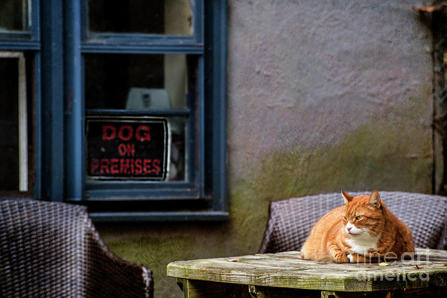 Guard Cat Photograph by Judy Wolinsky