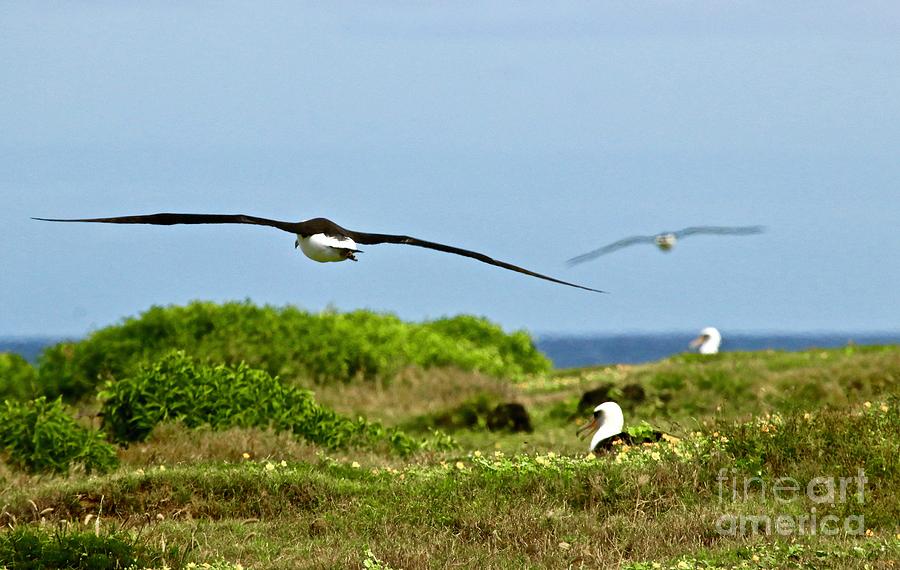 Guardian Albatross Photograph by Craig Wood