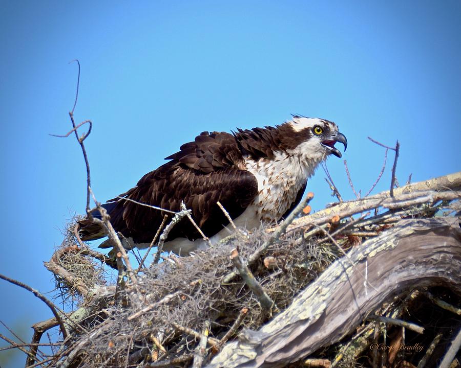 Guardian of the Nest Photograph by Carol Bradley