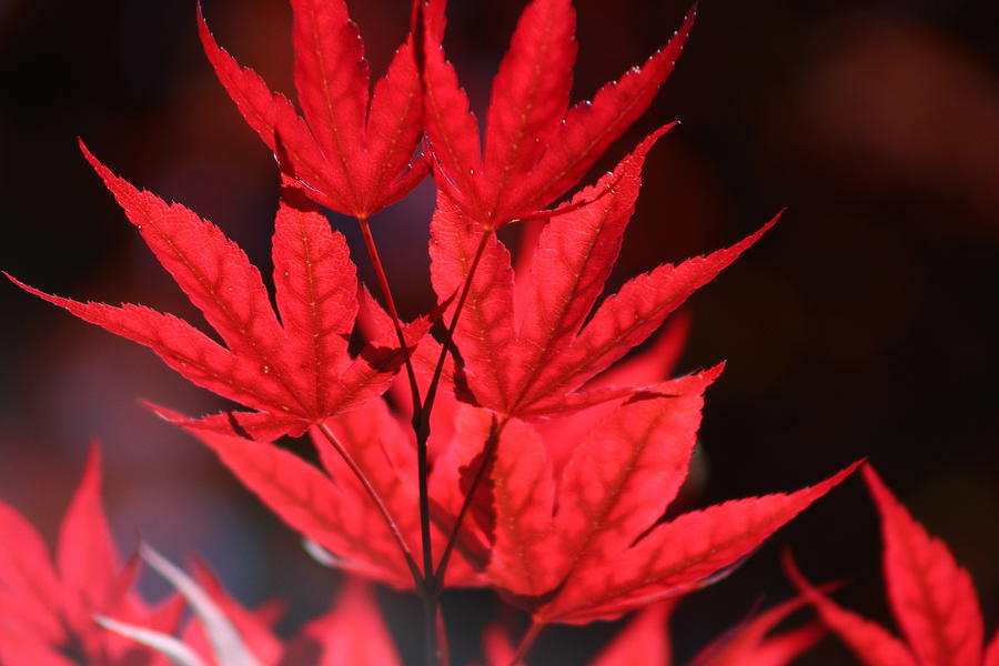 Guardsman Red Japanese Maple Leaves Photograph by Colleen Cornelius